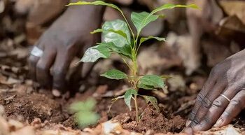 雀巢宣布两项全球合作计划，助力推广再生农业，扶持新一代农业从业者