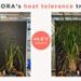 Revolutionizing Rice: How ALORA Achieved a 2555% Yield IncreaseUnder Extreme Heat