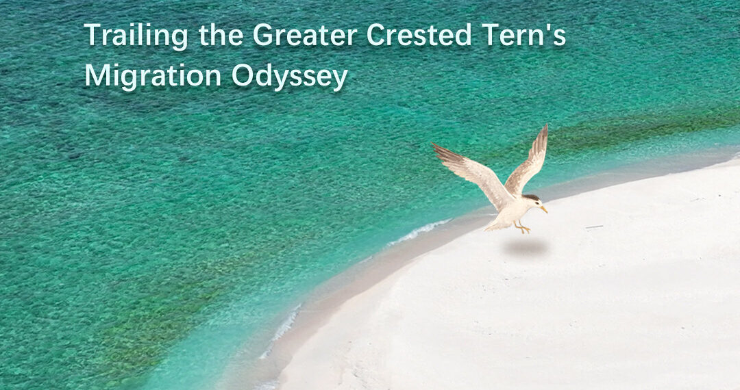 “Homecoming”, First Documentary of Ecological Survey of Tiexian Jiao and Niu’e Jiao Released