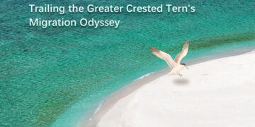 “Homecoming”, First Documentary of Ecological Survey of Tiexian Jiao and Niu’e Jiao Released