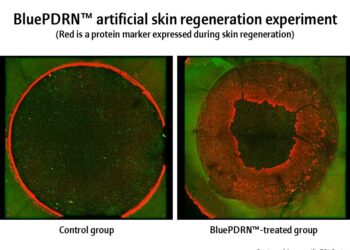 Amorepacific Research Confirms Potential of Microalgal-Derived PDRNs in Skin Regeneration and Wound Healing