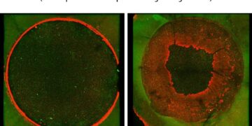 Amorepacific Research Confirms Potential of Microalgal-Derived PDRNs in Skin Regeneration and Wound Healing