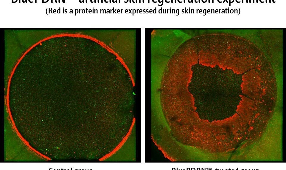 Amorepacific Research Confirms Potential of Microalgal-Derived PDRNs in Skin Regeneration and Wound Healing