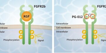 PeptiGrowth Inc. is Launching a Novel Synthetic Peptide: KGF alternative peptide (FGFR2b agonist)