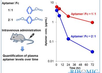 Successful Extension of Nucleic Acid Aptamer Pharmacokinetics in Joint Research by Ajinomoto Co., Inc. and RIBOMIC Inc.
