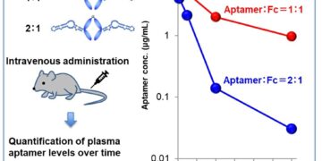 Successful Extension of Nucleic Acid Aptamer Pharmacokinetics in Joint Research by Ajinomoto Co., Inc. and RIBOMIC Inc.