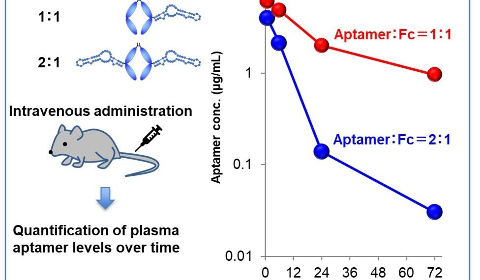 Successful Extension of Nucleic Acid Aptamer Pharmacokinetics in Joint Research by Ajinomoto Co., Inc. and RIBOMIC Inc.