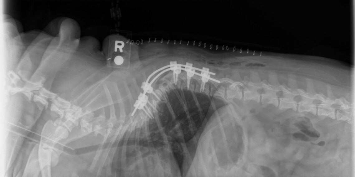 New CE Summit Focuses on Veterinary Neurosurgery, Innovation, and Collaboration