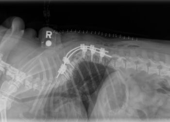 New CE Summit Focuses on Veterinary Neurosurgery, Innovation, and Collaboration