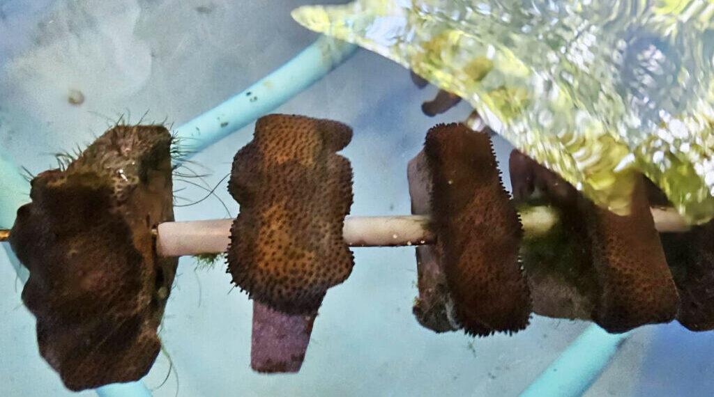 Chula Researcher Develops “Global-Warming Resistant Corals” for the Survival of Marine Ecosystems