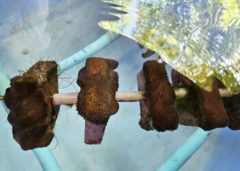 Chula Researcher Develops “Global-Warming Resistant Corals” for the Survival of Marine Ecosystems