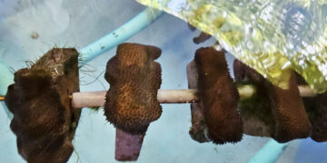 Chula Researcher Develops “Global-Warming Resistant Corals” for the Survival of Marine Ecosystems