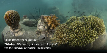 Chula Researchers Culture “Global-Warming Resistant Corals” for the Survival of Marine Ecosystems