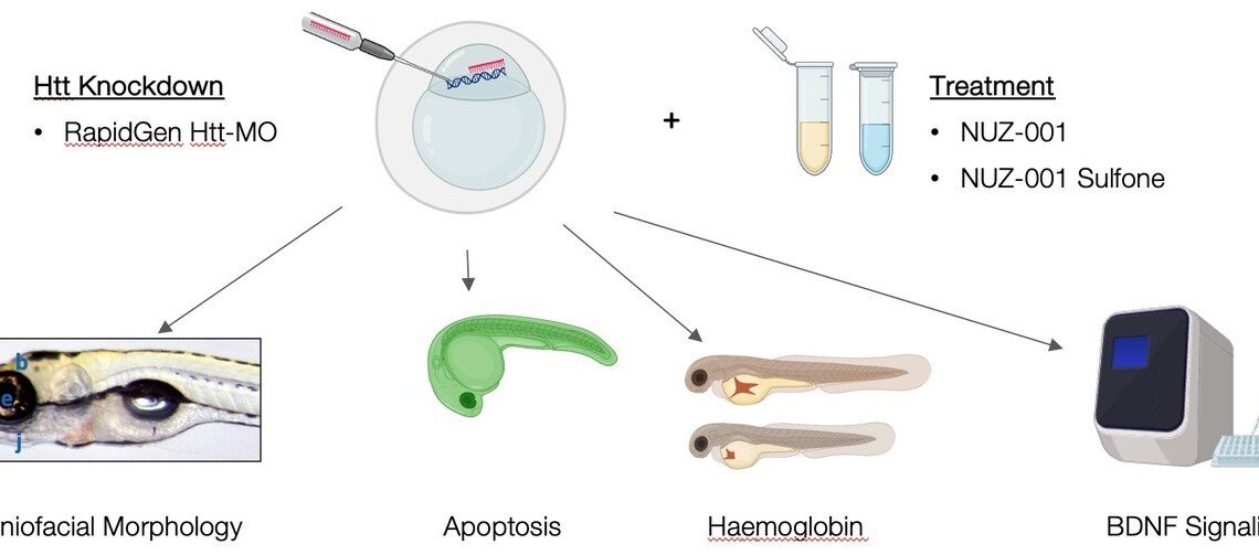 NUZ-001 Shows Promise in Zebrafish Model of Huntington’s Disease