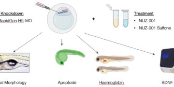NUZ-001 Shows Promise in Zebrafish Model of Huntington’s Disease