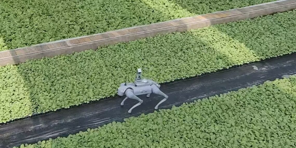 From Streets to Fields: Unitree’s Go2 Steps into Smart Farming