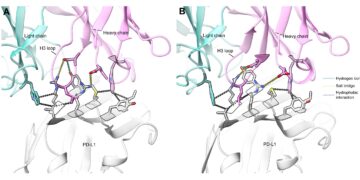 Galux Demonstrates De Novo Antibody Design With Structural and Functional Validation Across Eight Targets