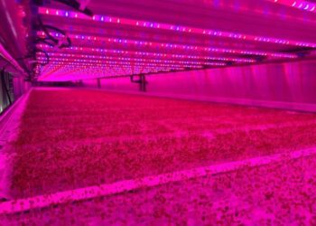 Raiven Capital (Dubai) Invests in Vertical Harvest to Advance Global Food Resilience