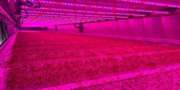 Raiven Capital (Dubai) Invests in Vertical Harvest to Advance Global Food Resilience