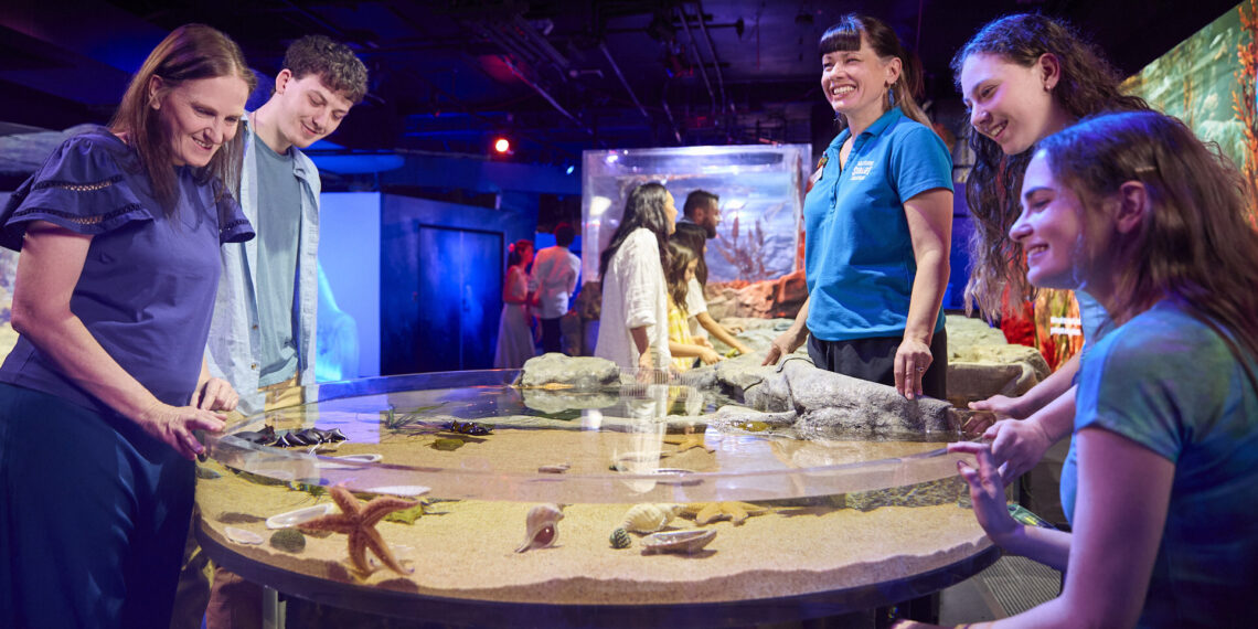 SEA LIFE Melbourne unveils Rocky Shores, an interactive rockpool journey into Victoria’s Coastline