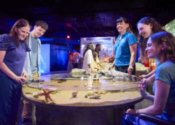 SEA LIFE Melbourne unveils Rocky Shores, an interactive rockpool journey into Victoria’s Coastline