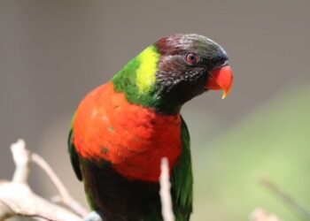 Kedis Mewali to Bali: The Homecoming of the Red-breasted Parakeet Revives Hope for Bali’s Natural Restoration