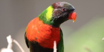 Kedis Mewali to Bali: The Homecoming of the Red-breasted Parakeet Revives Hope for Bali’s Natural Restoration