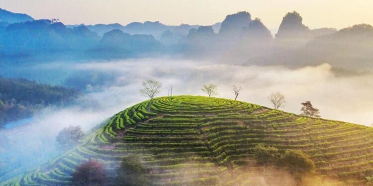 Xinhua Silk Road: SE. China city leverages ecology friendly industries to boost global presence