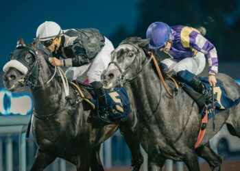 Abu Dhabi Turf Club to host 33rd UAE President Cup for Arabian Purebred Horses under the patronage of Mansour bin Zayed
