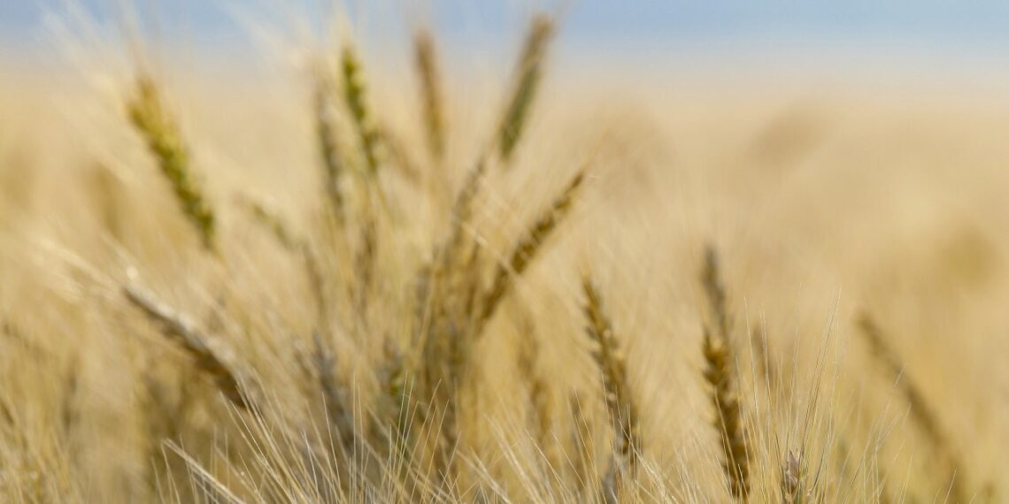 Cereals Canada Releases 2025 New Wheat Crop Report