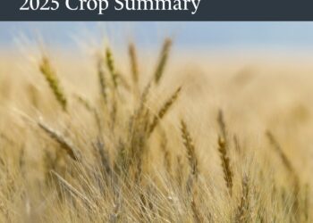 Cereals Canada Releases 2025 New Wheat Crop Report