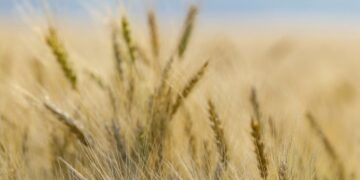 Cereals Canada Releases 2025 New Wheat Crop Report