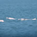 AI Solution Shows Early Success in Protecting Chinese White Dolphins