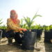 Breakthrough Seed Innovation Strengthens Climate Resilience in Palm Oil Sector