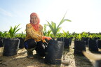 Breakthrough Seed Innovation Strengthens Climate Resilience in Palm Oil Sector