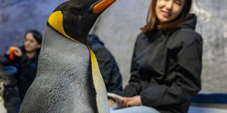 Banyan Group’s Inaugural Rainforest Festival Expands with Curated Paid Experiences from Mandai Wildlife Group and Mandai Rainforest Resort by Banyan Tree