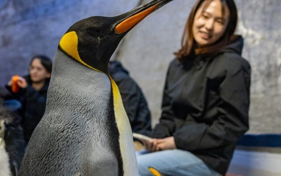 Banyan Group’s Inaugural Rainforest Festival Expands with Curated Paid Experiences from Mandai Wildlife Group and Mandai Rainforest Resort by Banyan Tree