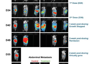 Lunai Bioworks achieves complete regression of both primary and metastatic pancreatic tumors in preclinical humanized models, marking a breakthrough in allogeneic cancer immunotherapy