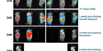 Lunai Bioworks achieves complete regression of both primary and metastatic pancreatic tumors in preclinical humanized models, marking a breakthrough in allogeneic cancer immunotherapy