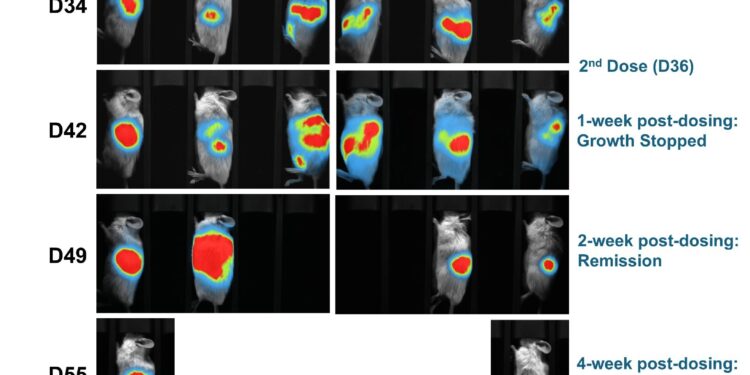 Lunai Bioworks achieves complete regression of both primary and metastatic pancreatic tumors in preclinical humanized models, marking a breakthrough in allogeneic cancer immunotherapy