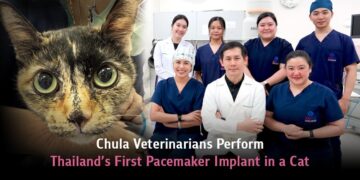 Chula Veterinarians Perform Thailand’s First Pacemaker Implant in a Cat