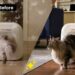 PawSwing Unveils the World’s First Bionic Self-Grooming Cat House on Kickstarter