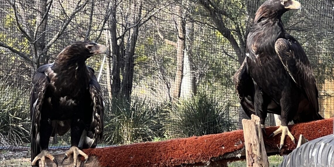 AIKO POWERS CONSERVATION EFFORTS AT TASMANIA’S RAPTOR REFUGE