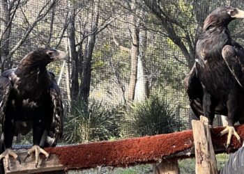 AIKO POWERS CONSERVATION EFFORTS AT TASMANIA’S RAPTOR REFUGE