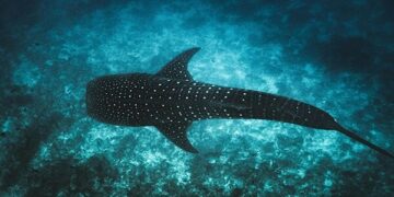 Maldives Launches Tech4Nature Project to Safeguard Iconic Whale Sharks
