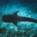 Maldives Launches Tech4Nature Project to Safeguard Iconic Whale Sharks