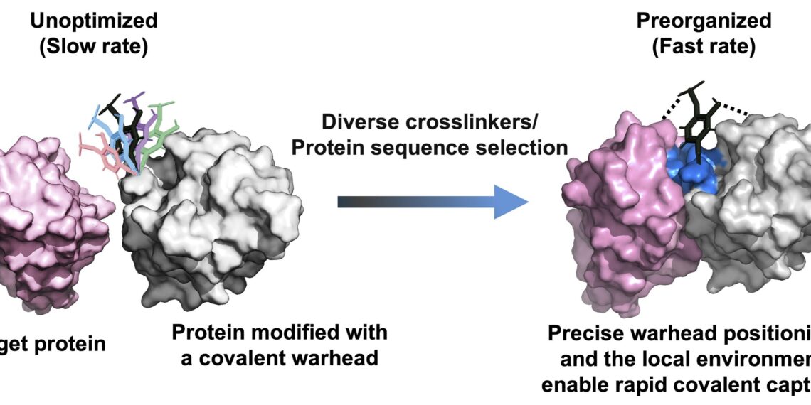 Fast-Acting Covalent Protein Drugs From a New High-Throughput Platform