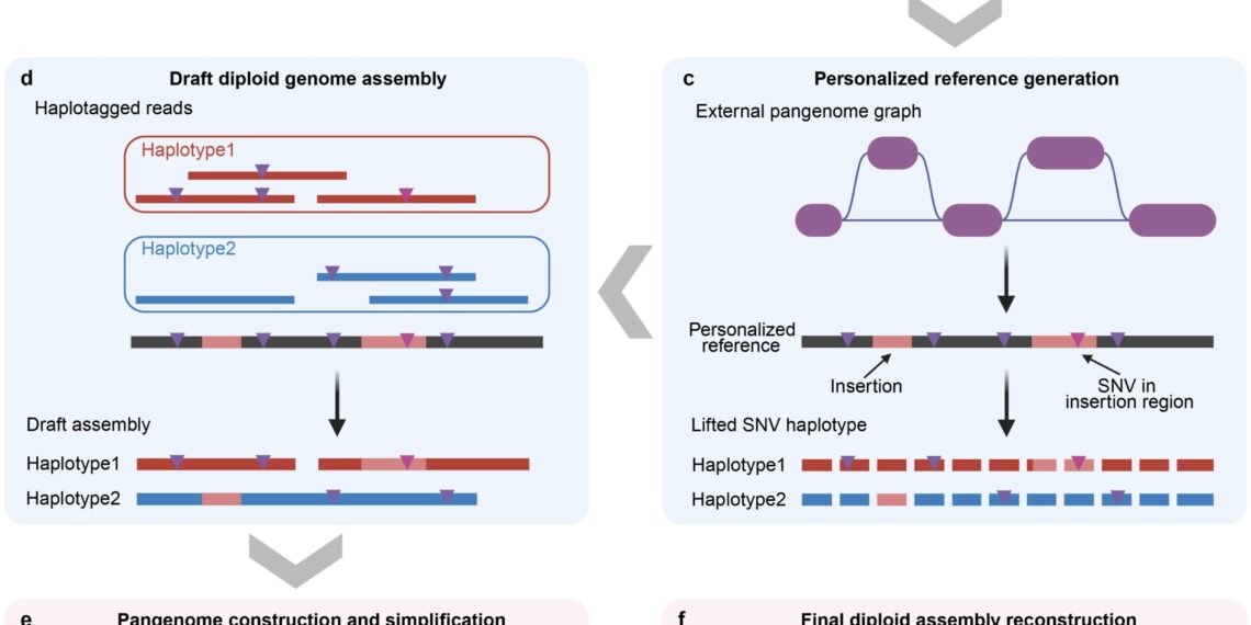 Assembling Over 1,000 Human Genomes Affordably: New Method Powers Medicine’s Future
