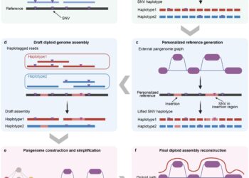 Assembling Over 1,000 Human Genomes Affordably: New Method Powers Medicine’s Future