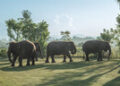 Bali Zoo Launches Elephant Explorer, A New Approach to Meaningful Elephant Encounters
